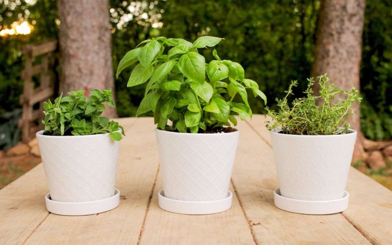 Lost Mary Disposable Discovering Delight